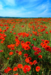 Fototapeta na wymiar Field of bright red poppies