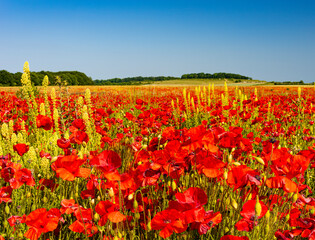 Field of bright red poppies