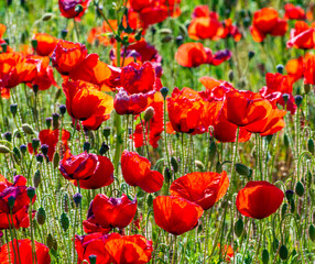 Field of bright red poppies