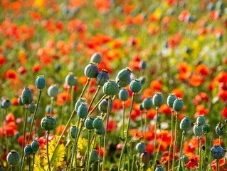 Field of bright red poppies