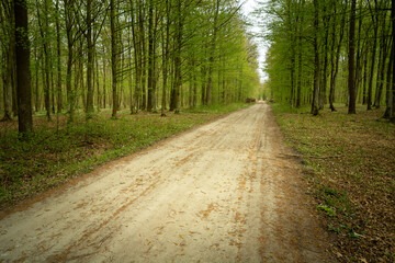 A wide dirt road through a green forest