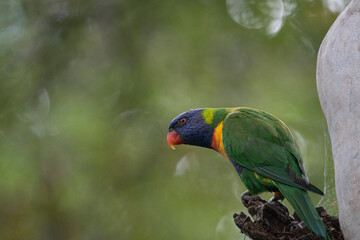 rainbow lorikeet parrot