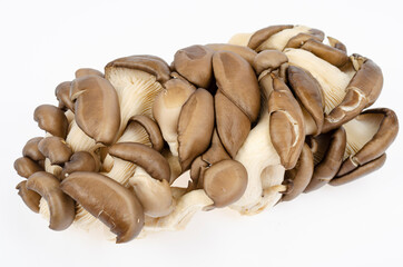 Fresh gray cultured oyster mushrooms for culinary. Studio Photo