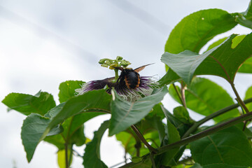 Bombus terrestris bee pollinating Passiflora edulis Sims flower