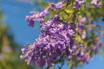 Lilac flowers of the Jacaranda tree mimosifolia, D. Don