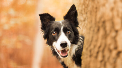 border collie dog