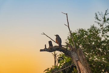 Turdus rufiventris bird perched on dry tree branch