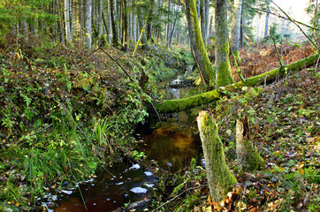 The flow of a stream trought an old forest