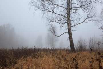 Autumn fog in the forest near Moscow