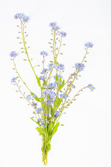 Naklejka premium Small bunch of delicate blue spring, summer Myosotis flowers. Studio Photo