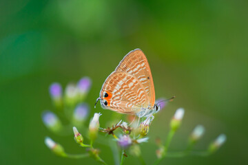 A beautiful little butterfly perched on a flower, a beautiful butterfly leaf and a drop of water after the rain.