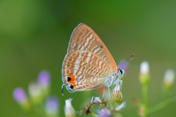 A beautiful little butterfly perched on a flower, a beautiful butterfly leaf and a drop of water after the rain.