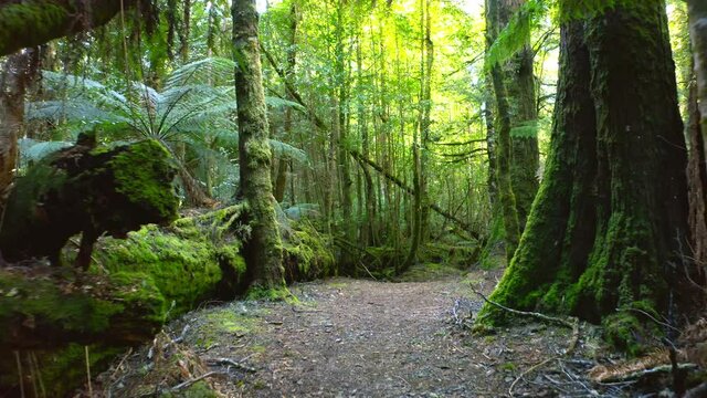 Path in jungle forest of Tasmania. Wildlife nature of Australia. Travel scene