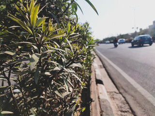 Obraz premium flower