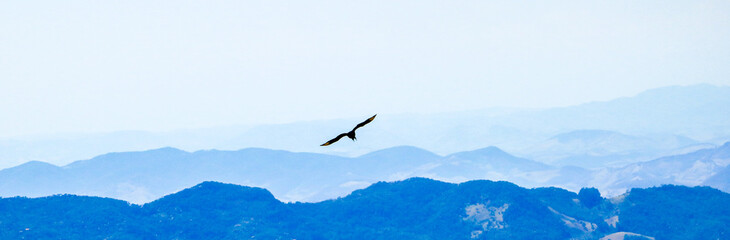 Bird soaring with mountain range panorama