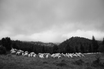 Owce na hali © Krystian