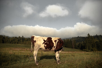 Krowa na górskim pastwisku - obrazy, fototapety, plakaty