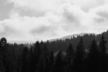 Górski czarnobiały krajobraz z drzewami iglastymi, Pieniny