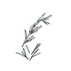 Rosemary branch sketch. Provencal herbs hand draw
