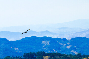 Eagle soaring through the mountains