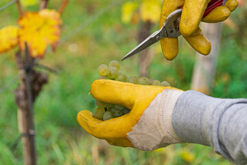 Vintage: Close up of hand in gloves and with scissors harvesting grapes at vineyard 