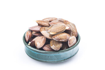Flower clam on a white background