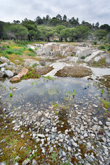 Charcos de lluvia en El Piquillo. Madrid. España. Europa.