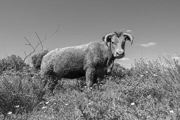 free range cows grazing at the meadow in the Algarve, Portugal