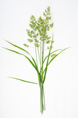 Obraz premium Wild-growing meadow plants and herbs on white background. Studio Photo.