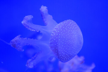 クラゲ
