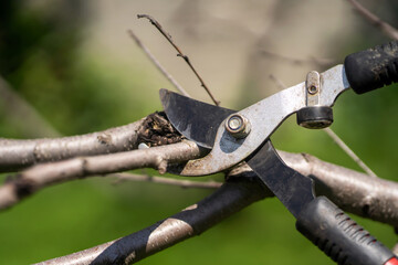 A gardener is cutting tree branches with a big pruner