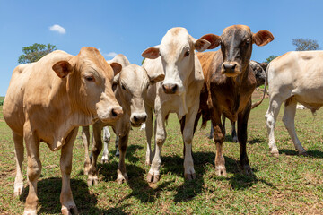 Fototapeta na wymiar cattle herd in the pasture