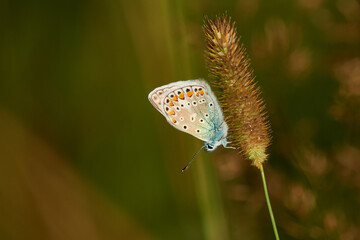 Männchen des Hauhechel-Bläulings (Polyommatus icarus)	
