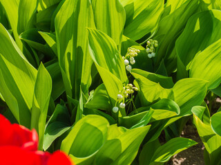 Obraz premium Lilies of the valley. Background of lily of the valley flowers and leaves on a sunny day