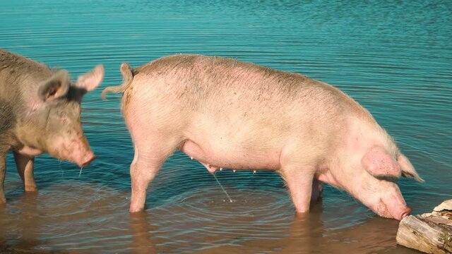 The pig stands in the water and pees