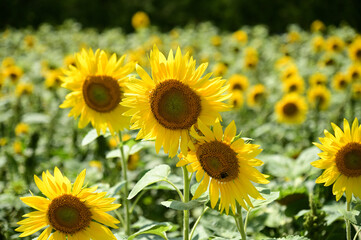 北海道美瑛町のひまわり畑