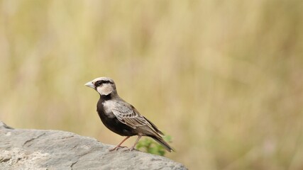 Lark - grassland bird near back water of dam
Crested lark bird near back water farm
