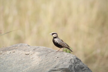 Lark - grassland bird near back water of dam