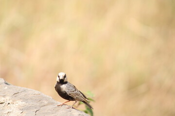 Lark - grassland bird near back water of dam