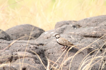 Lark - grassland bird near back water of dam