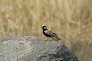 Lark - grassland bird near back water of dam