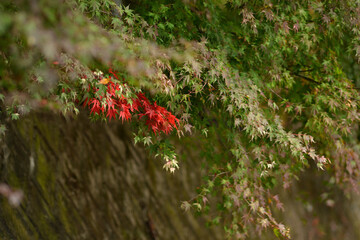 部分的に紅葉したモミジ