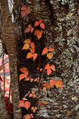 紅葉した蔦