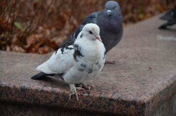 pigeon on a stone