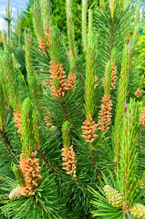 Colorful young shoots and cones on spruce trees. Studio Photo