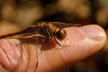A small red Dragonfly sitting on a Finger, Blood-red heather dragonfly sits on one finger, Sympetrum sanguineum