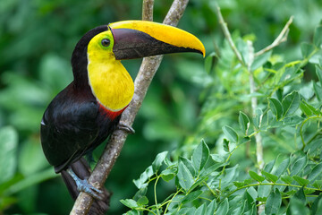Toucan sitting on the branch in the forest, green vegetation, Costa Rica.