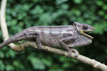 grey chameleon on the branch