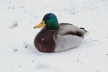 close up of a duck on snow