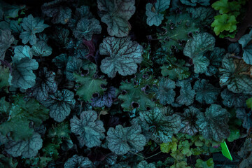 abstract background with a leaves